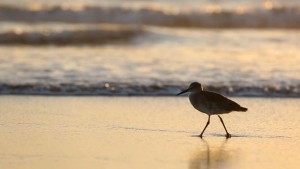 sandpiper