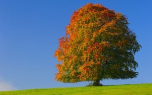 witnessing beech tree