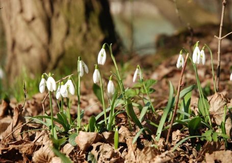 Snow drops emerging from among dead leaves