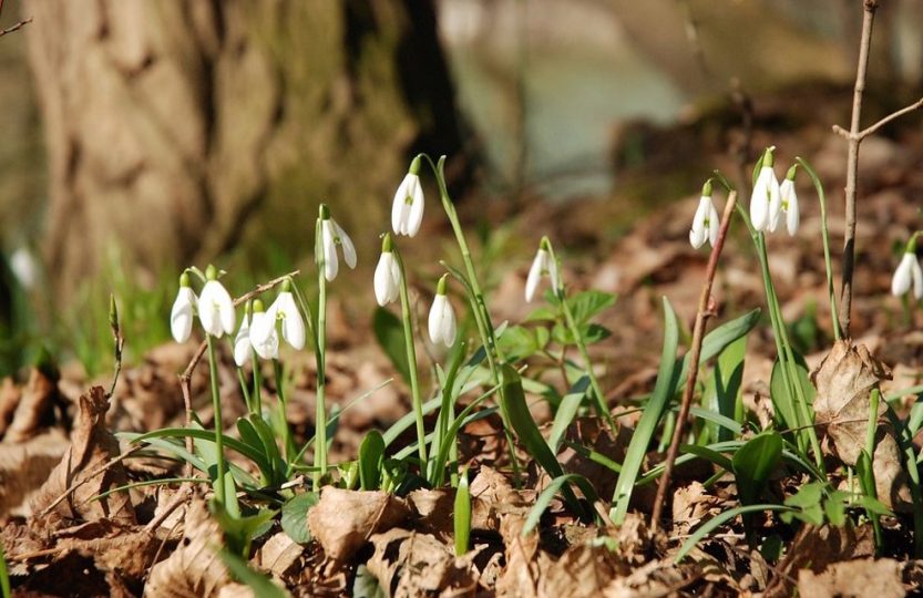 Snow drops emerging from among dead leaves