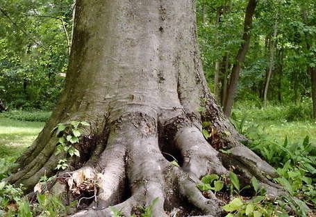 tree roots